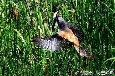 关于达吉的座右铭