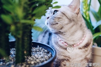 小猫格言警句