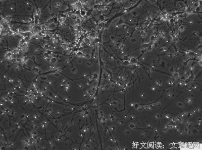 神经细胞的名人名言