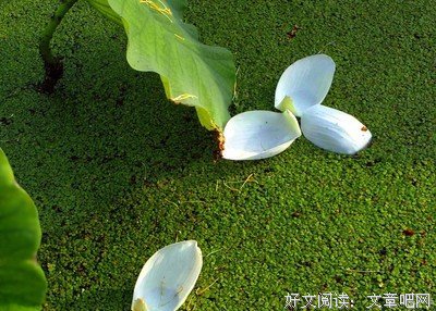 关于绿萍的座右铭