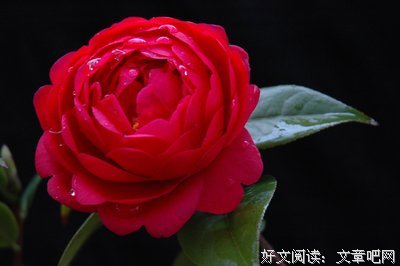 明灯里道千，花开有远以城句子大全