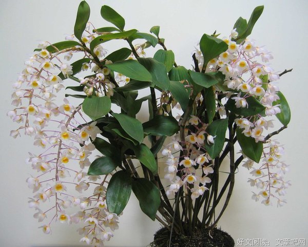 有关密花x的名言