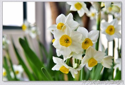 冰水仙名言大全