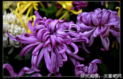关于九月菊的语句