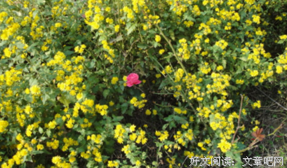 最全的《万箭穿心》经典语句