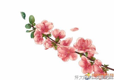 最新的《世有桃花》佳句摘抄大全