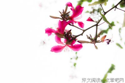 最全的张小花的名言