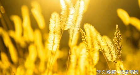 我喜欢的优美的句子