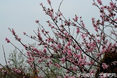 《梧桐花开少年时》的句子