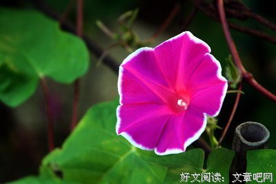 花语