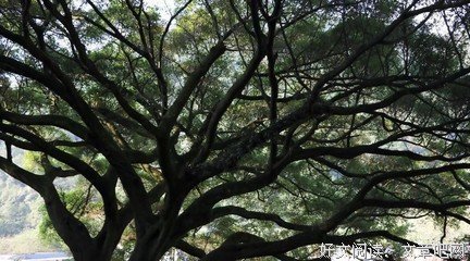 最全的阿德勒的名言