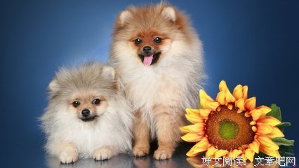 最新的《哦！爸爸们》小说摘抄大全
