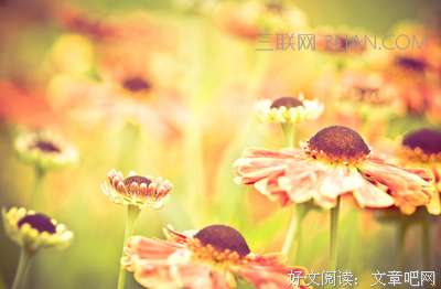 最新的《大宋的智慧》小说句子大全