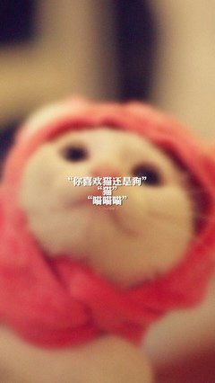 有关哑的句子