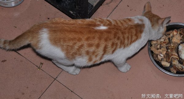 家猫格言警句