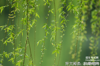 羽毛优美的句子