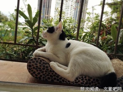 关于宫泽贤治经典句子