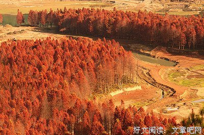 最全的伊雪枫叶名言