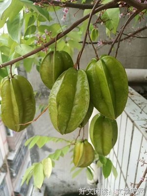 最经典的《番石榴飘香》经典语句