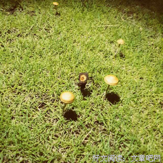 最新的《许我向你看》小说书摘