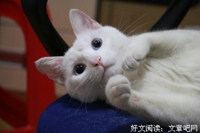 最新的《重生喵喵喵》经典语录