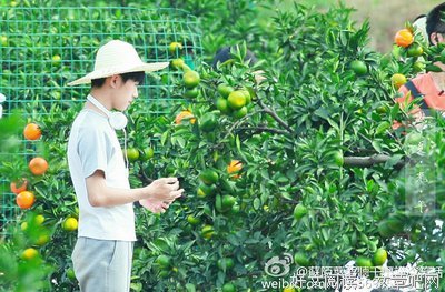 苏陌叶的语句摘抄_关于苏陌叶的语句