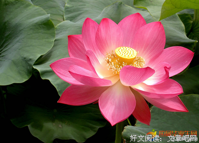 白的句子