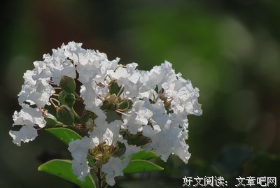 最新的紫薇流年名言