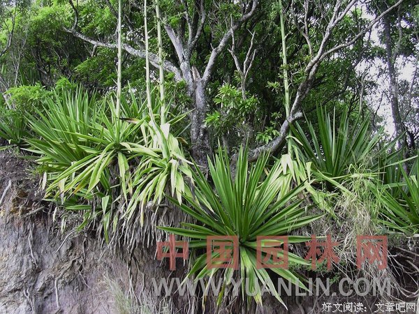 香龙血树座右铭