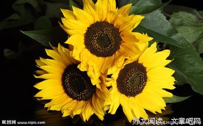 黑心苹果名句欣赏