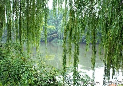 哲与理的优美句子