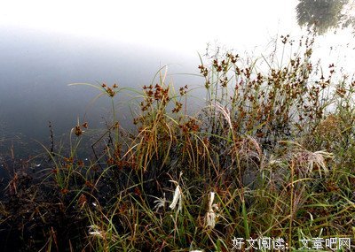 心之悸动的优美句子