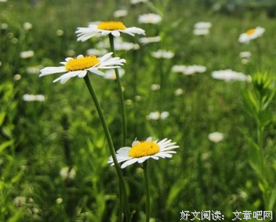 佳句集锦名句欣赏