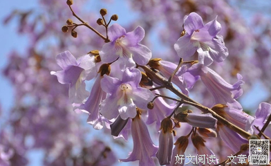 有关梧桐花开的句子
