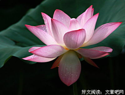 最新的《樱花庄的宠物女孩》名句欣赏