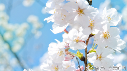 最全的《你的孤独 虽败犹荣》经典句子