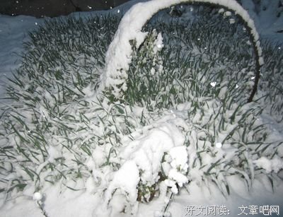 关于大雪纷飞的语句