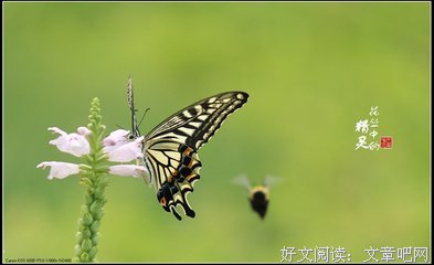 关于燕尾蝶名言名句