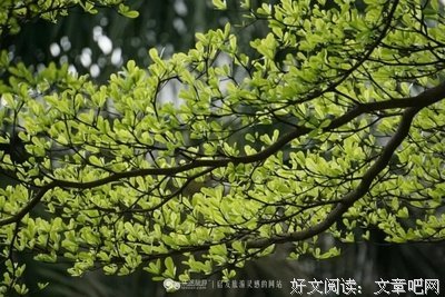 有关南国媄人名言