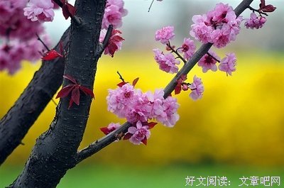 最经典的《娇软美人》小说句子