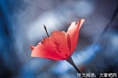 最经典的《她之讨厌的勇边用数不》佳句摘抄