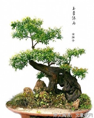 最新的《揆席》小说摘抄