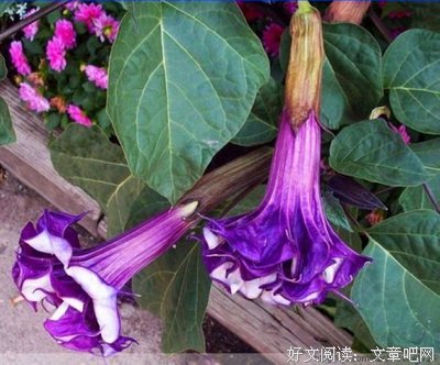 《恶魔预知死亡》小说书摘大全