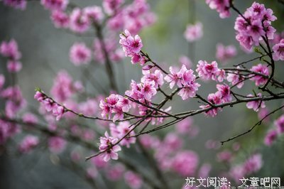 花花世界好词好句