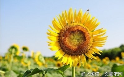 七微经典名句