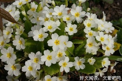《恋是樱草色》经典的句子