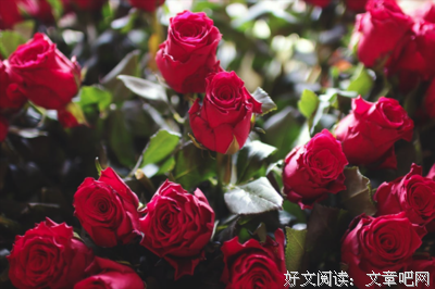 最新的《家》经典的句子