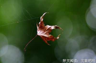 关于晚情的名句
