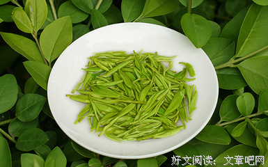 有关毛尖名言