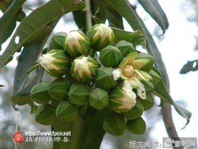 最新的海桑名言
